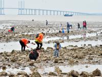 青岛：这里赶海，一挖一麻袋