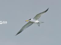 “神话之鸟” 中华凤头燕鸥现身青岛城阳