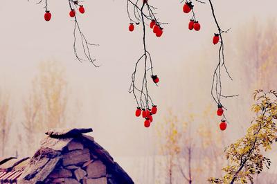 寒露时节  柿子红了皮