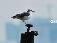 “神话之鸟” 中华凤头燕鸥现身青岛城阳