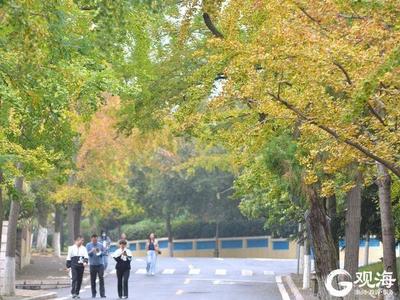 一场秋雨一场寒，雨后八大关落叶缤纷