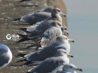 “神话之鸟” 中华凤头燕鸥现身青岛城阳