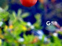 寒露时节  柿子红了皮