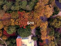 与落叶最后的约会！八大关迎来深冬时节