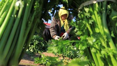 金口芹菜丰收：盐碱地上长出国家地理标志产品