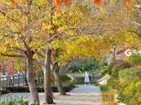 竹林通古寺银杏披金甲 李沧竹子庵景色惹人醉