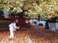 青岛：一朝冬雨寒落叶，满城尽是黄金甲