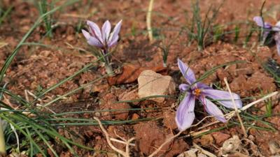 乡村振兴|青岛也产藏红花？北宅三十亩“软黄金”丰收啦