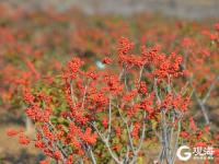 漫山遍野红艳艳！红色的冬青你见过吗？