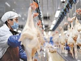 青岛：市南、市北、李沧、崂山、城阳不再设置畜禽屠宰企业