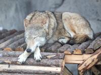 吹暖风住单间！动物“花式”越冬有妙招