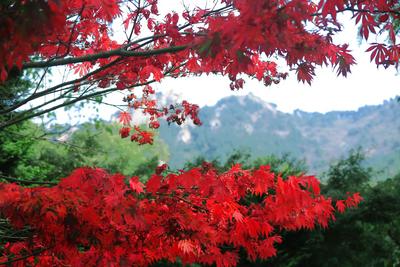 太清宫开启滤镜，告诉你秋天可以多美 