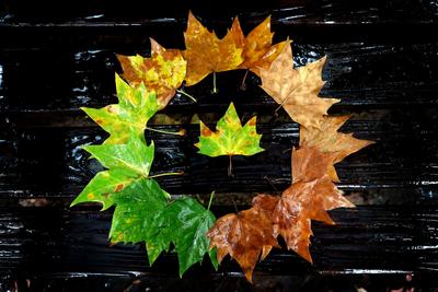 解锁落叶拍照新手法 别样的深秋韵味