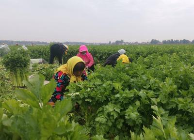 马家沟芹菜 价格“蹭蹭”涨！平度市李园街道马家沟芹菜喜获丰收