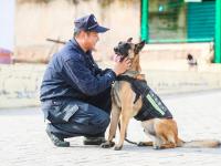 重复指令上千次，特殊“警员”养成记|青岛警察故事②