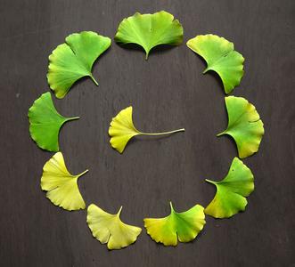 解锁落叶拍照新手法 别样的深秋韵味