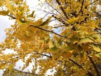 深秋最美落叶竟是濒危树种？没错就是银杏