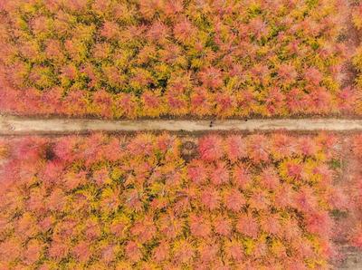 如果秋天有颜色，那一定是枫叶红！