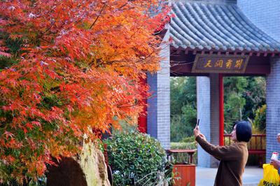 竹林通古寺银杏披金甲 李沧竹子庵景色惹人醉