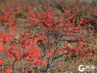 漫山遍野红艳艳！红色的冬青你见过吗？