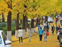 青岛：一朝冬雨寒落叶，满城尽是黄金甲