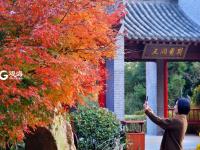 竹林通古寺银杏披金甲 李沧竹子庵景色惹人醉