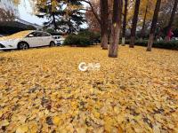 青岛：一朝冬雨寒落叶，满城尽是黄金甲