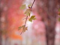 枫叶红了，来小镇看最美秋天