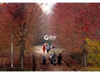 枫叶红了，来小镇看最美秋天