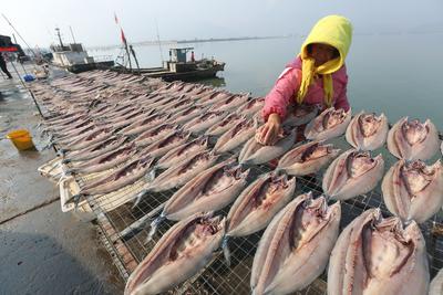 馋不？港东码头这道晒鱼风景线亮了!