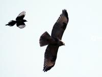 精彩！群鹊斗老鹰，这场战斗到底是谁赢了？