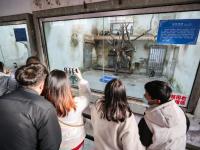 吹暖风住单间！动物“花式”越冬有妙招