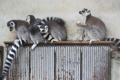 吹暖风住单间！动物“花式”越冬有妙招