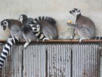 吹暖风住单间！动物“花式”越冬有妙招