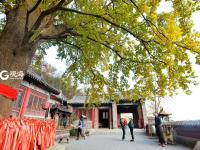 竹林通古寺银杏披金甲 李沧竹子庵景色惹人醉