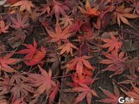 这个周末，来初冬的青岛世博园走走，看看这满目耀眼的“红”吧！