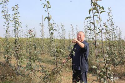 平度市有家合作社 用腐殖酸改良土壤 生产出“灵芝山药”