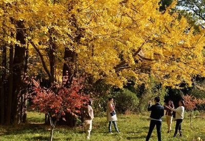崂山太清宫：金黄的银杏等你来