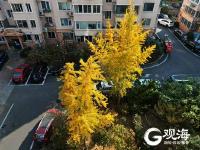 深秋时节，青岛进入五彩斑斓的世界