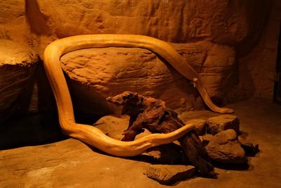 量体重体温、测心率……野生动物也体检