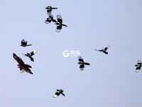 精彩！群鹊斗老鹰，这场战斗到底是谁赢了？