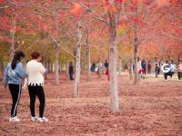 枫叶红了，来小镇看最美秋天