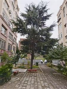 微调查|院中大树倾斜 居民忧心忡忡