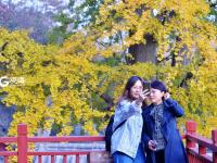 竹林通古寺银杏披金甲 李沧竹子庵景色惹人醉