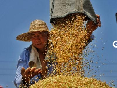 小种子长黄金 青岛加速建设“国际种都”——乡村振兴系列（3）