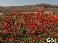 漫山遍野红艳艳！红色的冬青你见过吗？