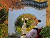 竹林通古寺银杏披金甲 李沧竹子庵景色惹人醉