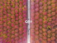 枫叶红了，来小镇看最美秋天