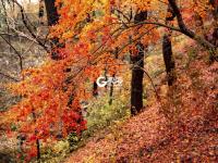 雨后北九水：红叶铺地，美得动人心弦