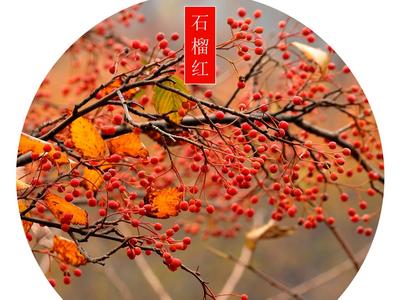 每张都能当壁纸！秋冬的青岛竟如此多彩